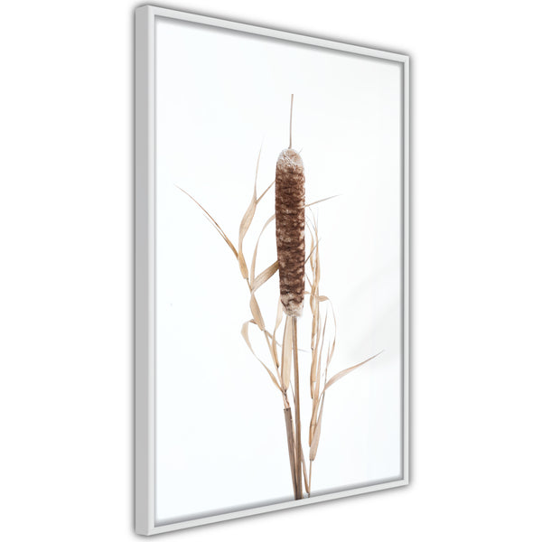 Poster - Typha  - wit