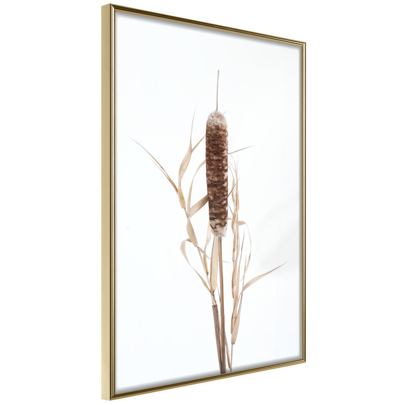 Poster - Typha  - goud