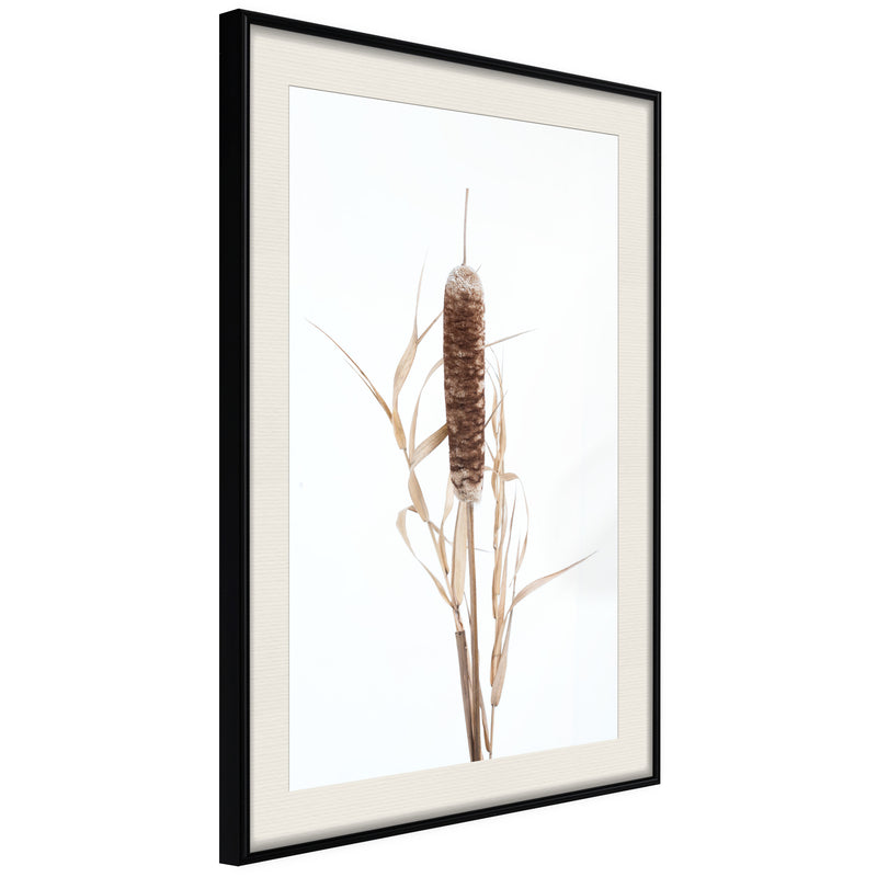 Poster - Typha  - zwart passepartout