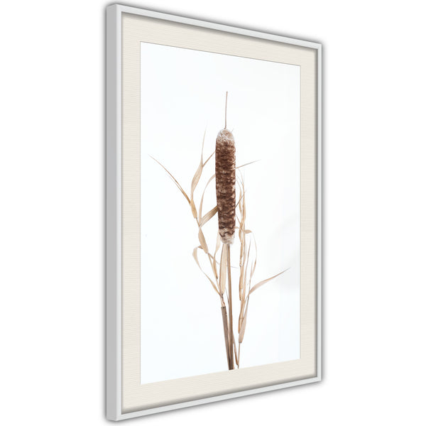 Poster - Typha  - wit passepartout