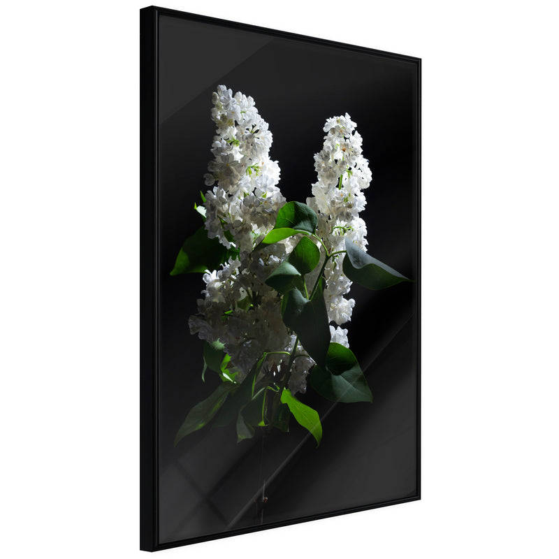 Poster - White Lilac  - zwart