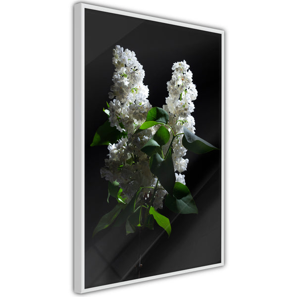 Poster - White Lilac  - wit