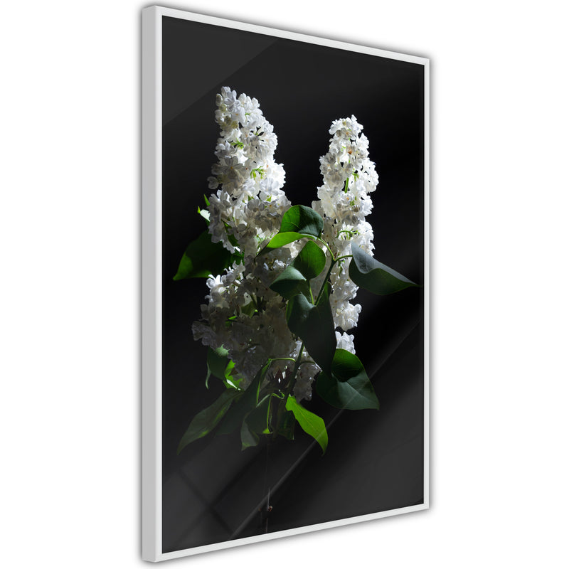 Poster - White Lilac  - wit
