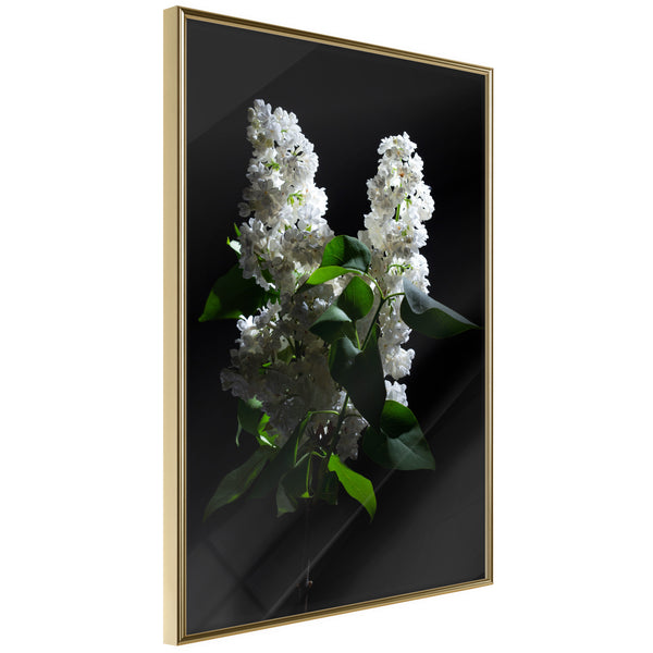 Poster - White Lilac  - goud