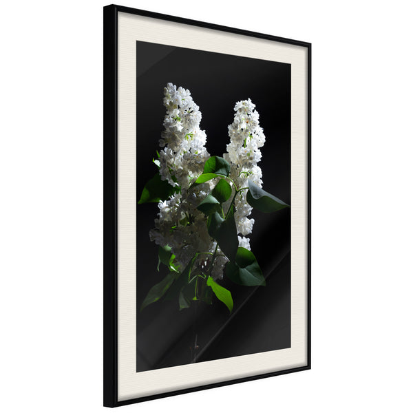 Poster - White Lilac  - zwart passepartout