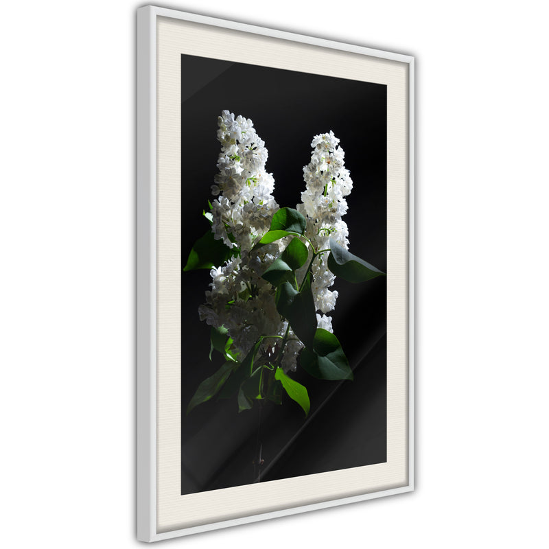 Poster - White Lilac  - wit passepartout