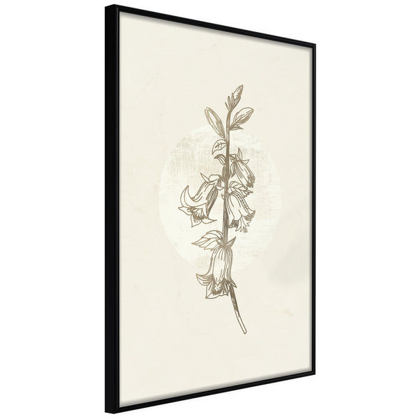 Poster - Beige Campanula  - zwart