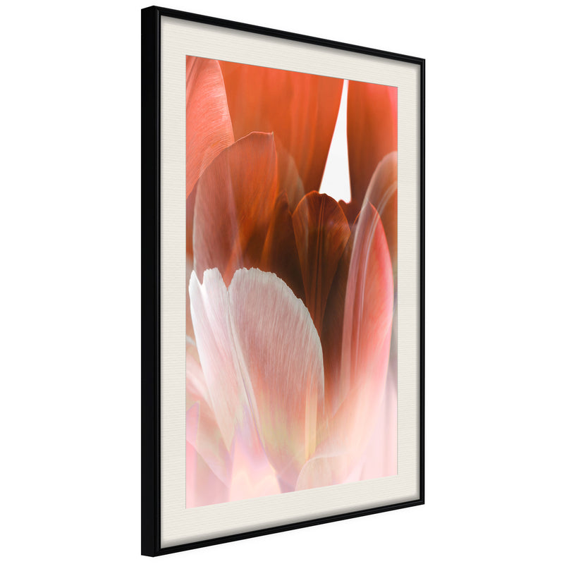 Poster - Tulip Petals  - zwart passepartout
