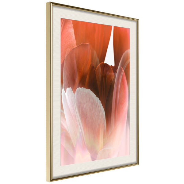 Poster - Tulip Petals  - goud passepartout