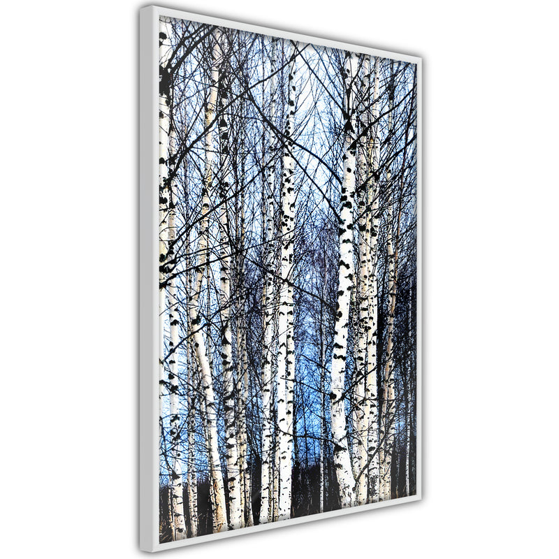 Poster - Winter Birch Trees  - wit