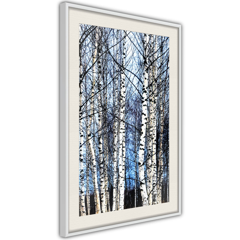 Poster - Winter Birch Trees  - wit passepartout