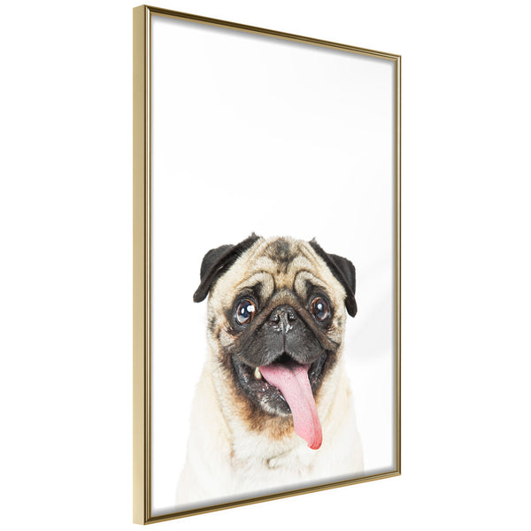 Poster - Funny Pug  - goud