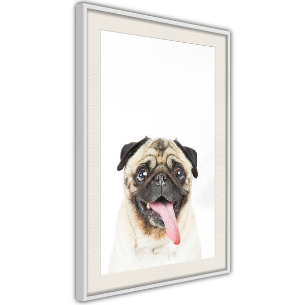 Poster - Funny Pug  - wit passepartout