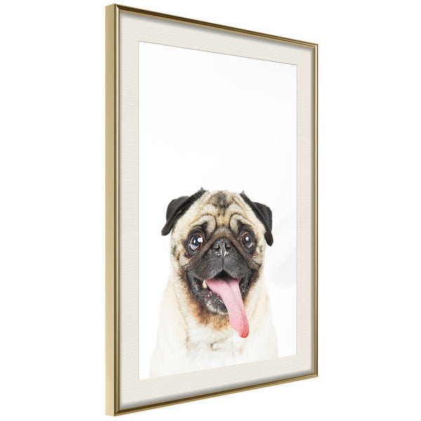 Poster - Funny Pug  - goud passepartout