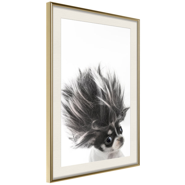 Poster - Funny Chihuahua  - goud passepartout