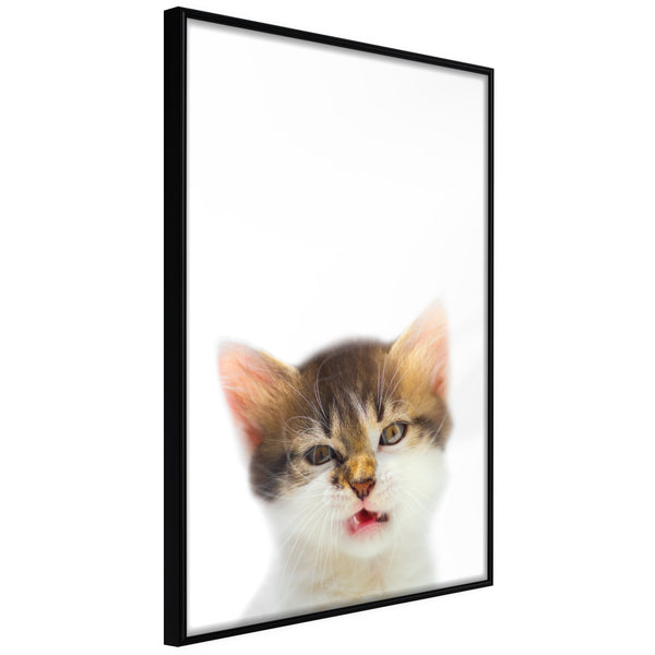 Poster - Funny Kitten  - zwart