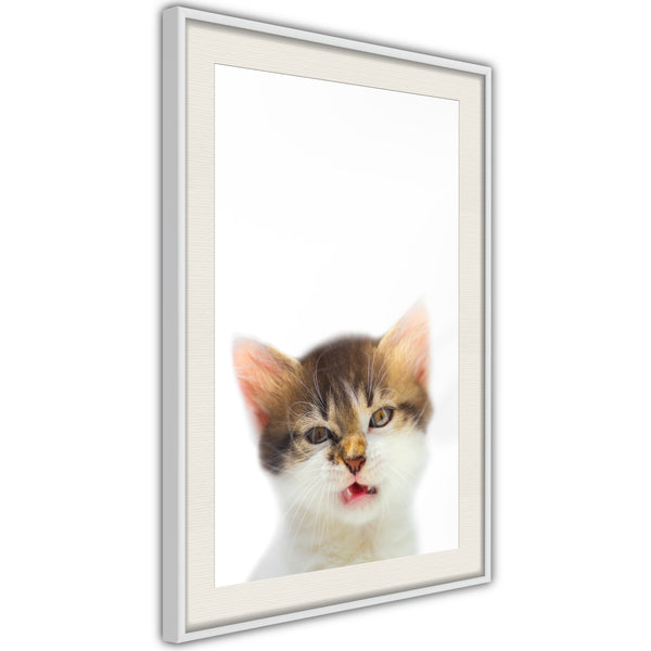 Poster - Funny Kitten  - wit passepartout