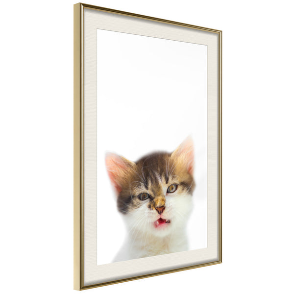 Poster - Funny Kitten  - goud passepartout