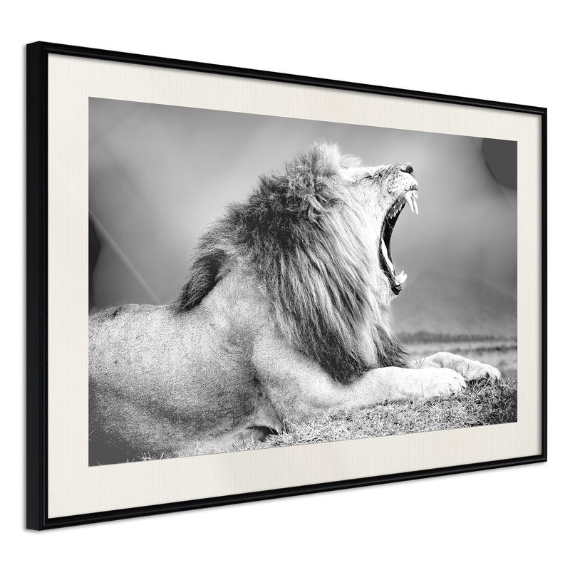 Poster - Yawning Lion  - zwart passepartout