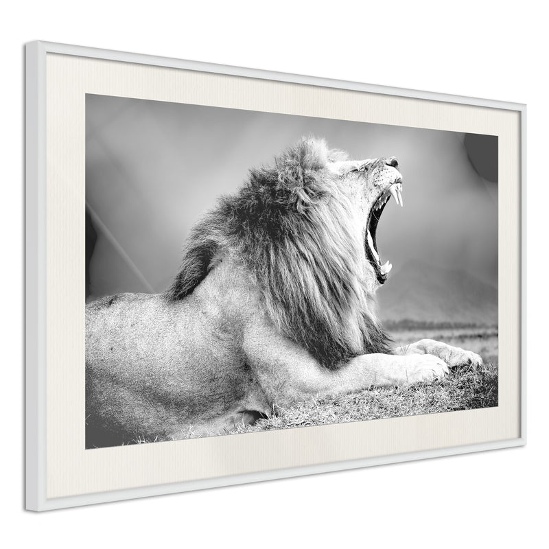 Poster - Yawning Lion  - wit passepartout