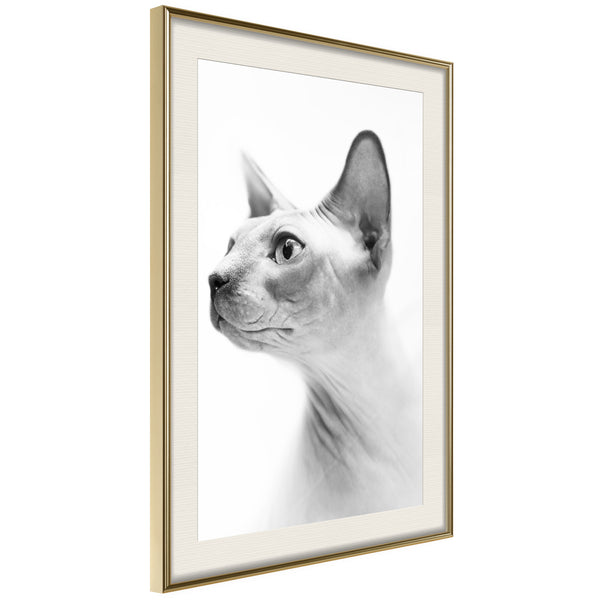 Poster - Sphinx  - goud passepartout