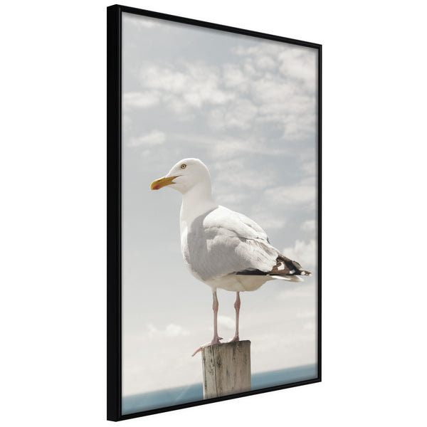 Poster - Curious Seagull  - zwart