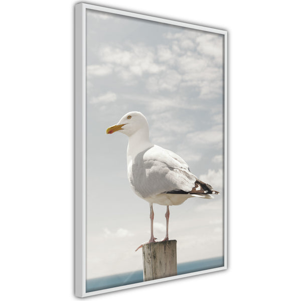 Poster - Curious Seagull  - wit