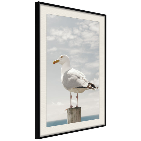Poster - Curious Seagull  - zwart passepartout