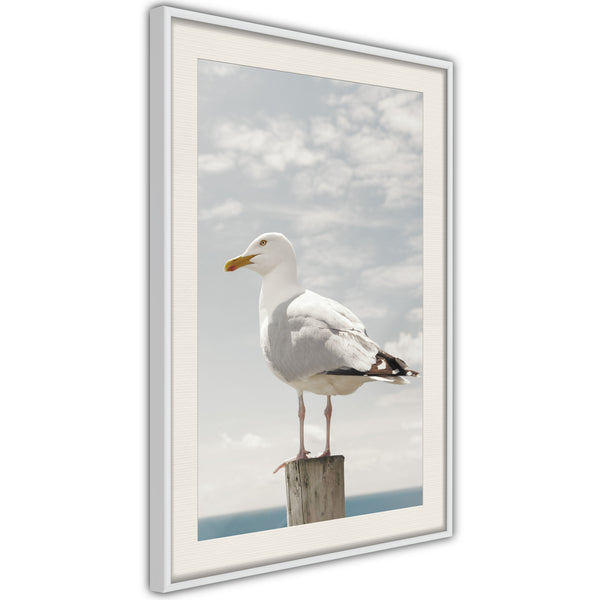 Poster - Curious Seagull  - wit passepartout