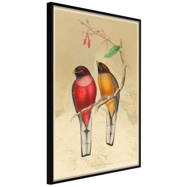 Poster - Ornithologist's Drawings  - zwart