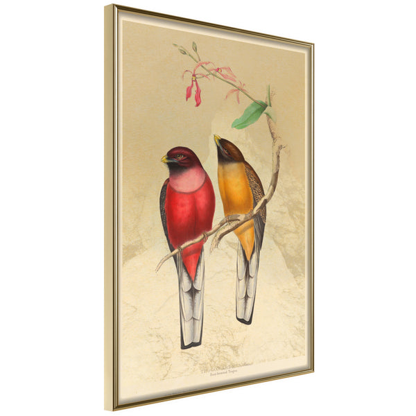 Poster - Ornithologist's Drawings  - goud