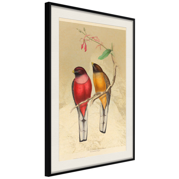 Poster - Ornithologist's Drawings  - zwart passepartout